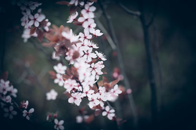 Close-up of pink flowers on branch