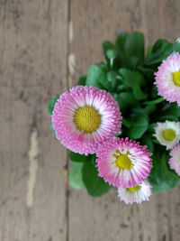 Close-up of pink flowering plant against wall