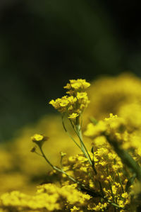 Close-up of yellow flowering plant