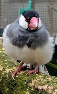 Close-up of bird perching outdoors