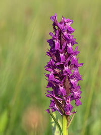 Close-up of purple flowering plant