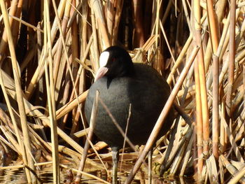 Close-up of bird perching on plant