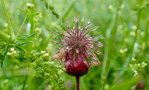 Close-up of thistle blooming outdoors