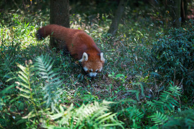 Low angle view of red panda on field