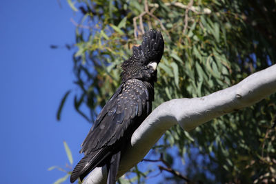 Close-up of bird perching on branch