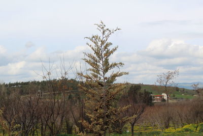 Bare trees on field against sky