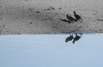 View of birds on lake during winter