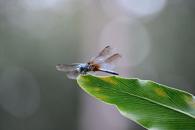 Close-up of butterfly on leaf