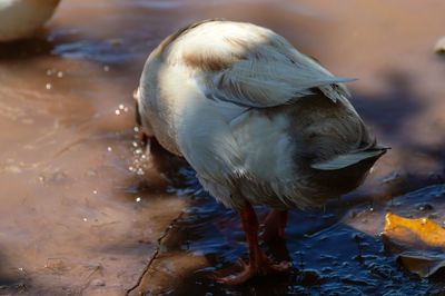 High angle view of bird in lake