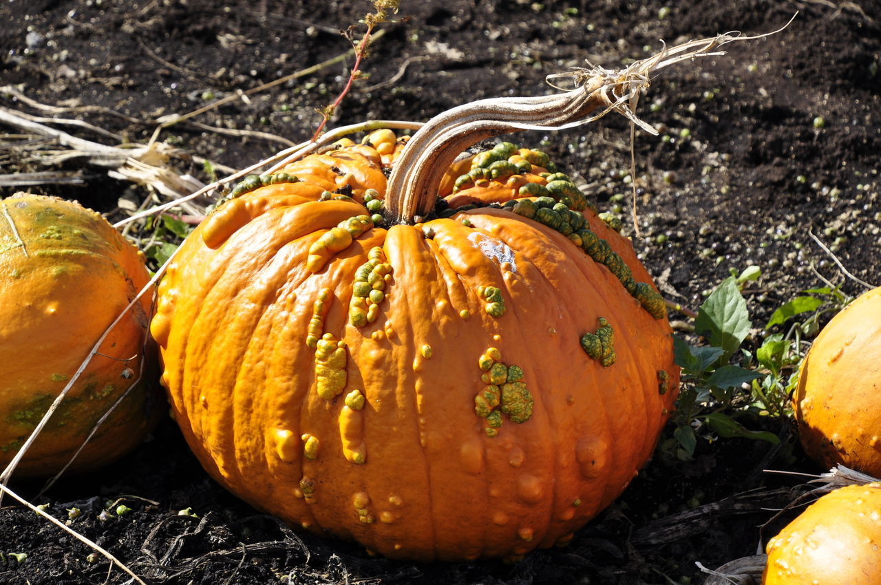 CLOSE-UP OF PUMPKIN GROWING ON FIELD