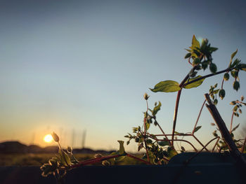 Close-up of flowering plants against sky during sunset