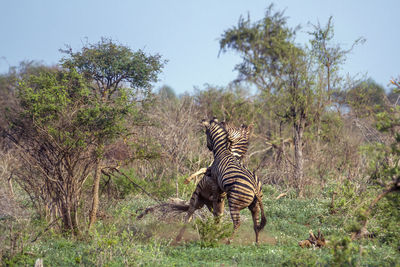 Zebras fighting on land