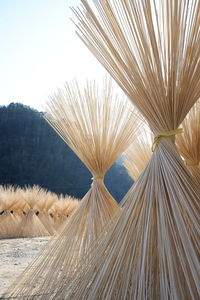 Close-up of palm tree against clear sky