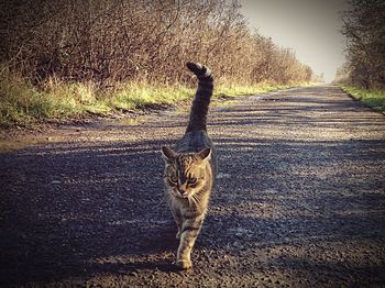 Cat on road