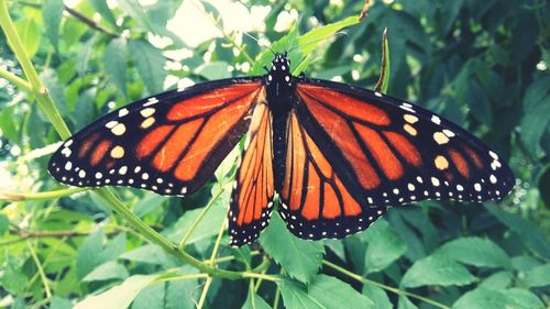 Butterfly perching on leaf