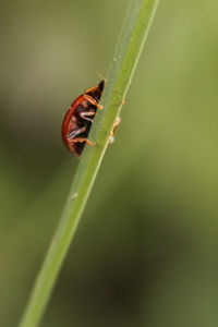 Close-up of insect on leaf