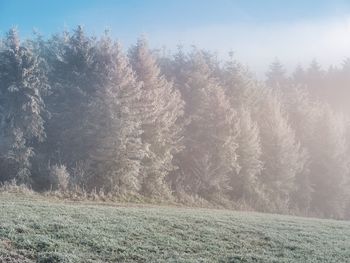 View of trees on field in forest during winter