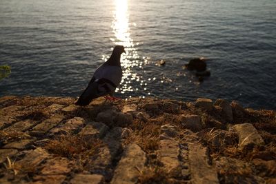 View of bird on rock at beach