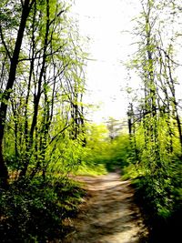 Dirt road passing through forest