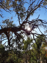 Low angle view of trees against sky