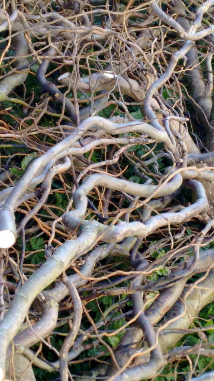 plant, branch, nature, dry, high angle view, twig, field, grass, close-up, day, growth, no people, dead plant, outdoors, leaf, bare tree, animal themes, selective focus, dried plant, sunlight