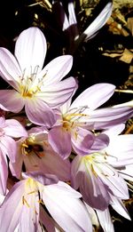 Macro shot of flower