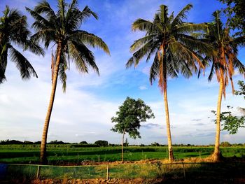 Palm trees on field against sky