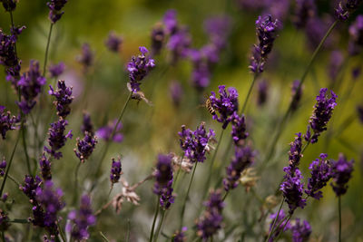 Close-up of lavender blooming outdoors