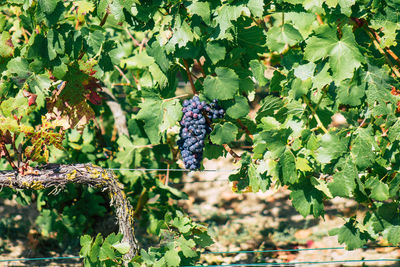 Grapes growing in vineyard