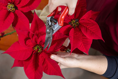 Cropped hand of woman holding flower