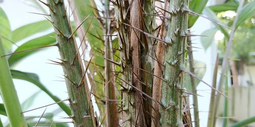 Low angle view of bamboo trees