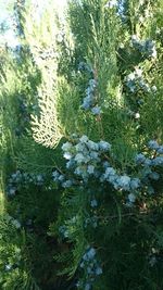 High angle view of flowering plants on land