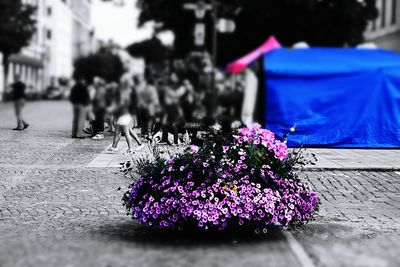 Close-up of purple flowers