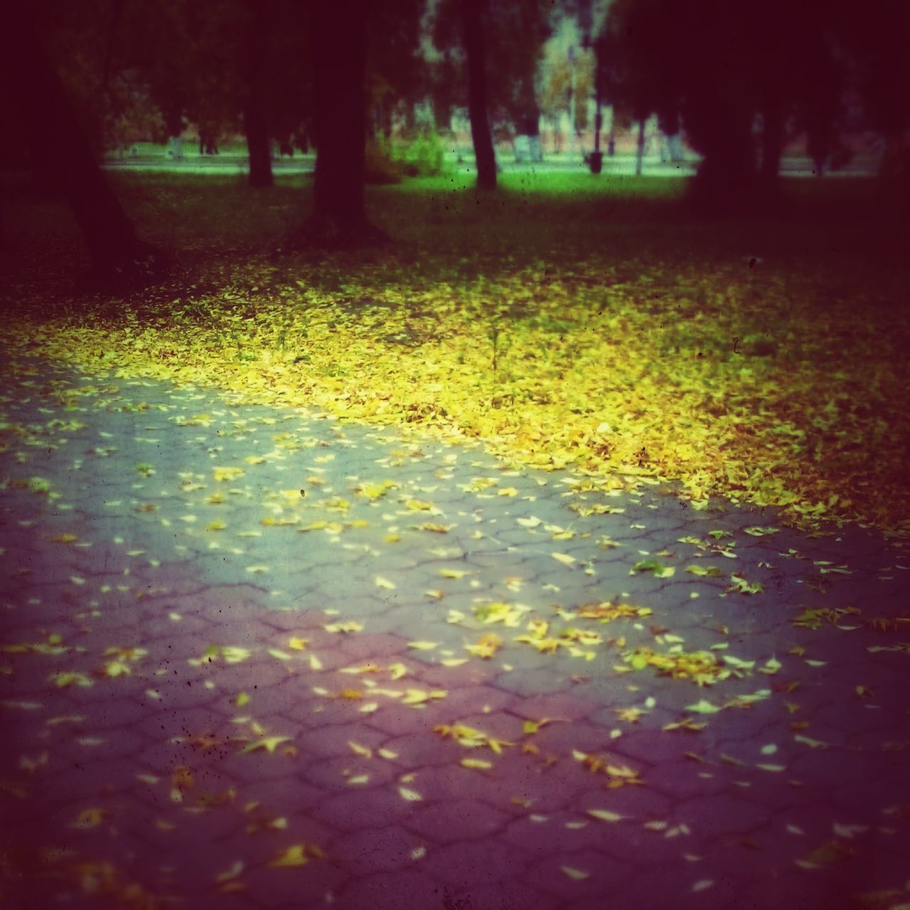 tree, leaf, tranquility, water, nature, growth, tranquil scene, beauty in nature, footpath, reflection, park - man made space, sunlight, autumn, outdoors, scenics, pond, plant, the way forward, no people, day