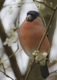 Close-up of bird perching on tree