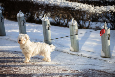 In the wintertime, a dog waits tied by a leash to a metol pole.