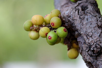 Close-up of fruits growing on tree