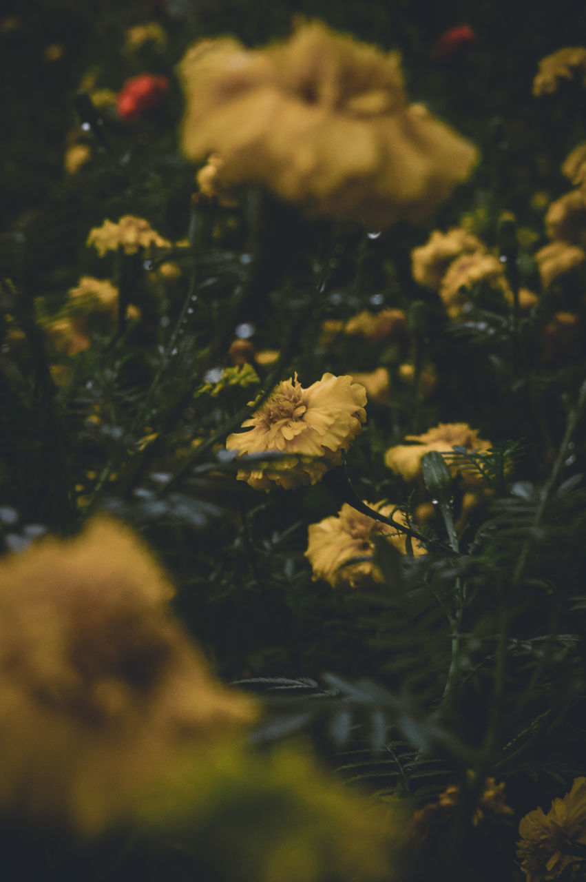 CLOSE-UP OF FLOWERING PLANT ON LAND