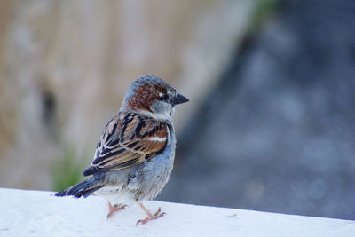 Close-up of bird perching on a wall
