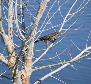 Bird perching on a tree