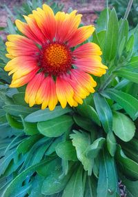 Close-up of fresh yellow flower blooming outdoors