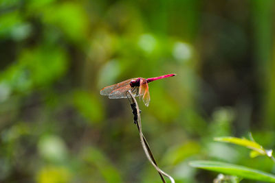 Close-up of insect on flower