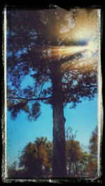 Trees in the dark