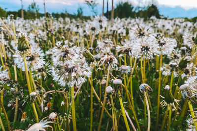 Close-up of flowering plants on field