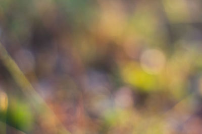 Defocused image of blurred plants