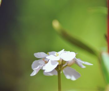 Close-up of white flowers blooming outdoors