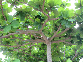 Low angle view of tree