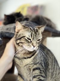 Close-up of hand holding cat with eyes closed