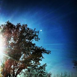 Low angle view of trees against sky