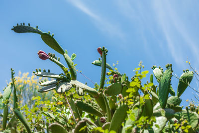 Low angle view of flowering plants against blue sky